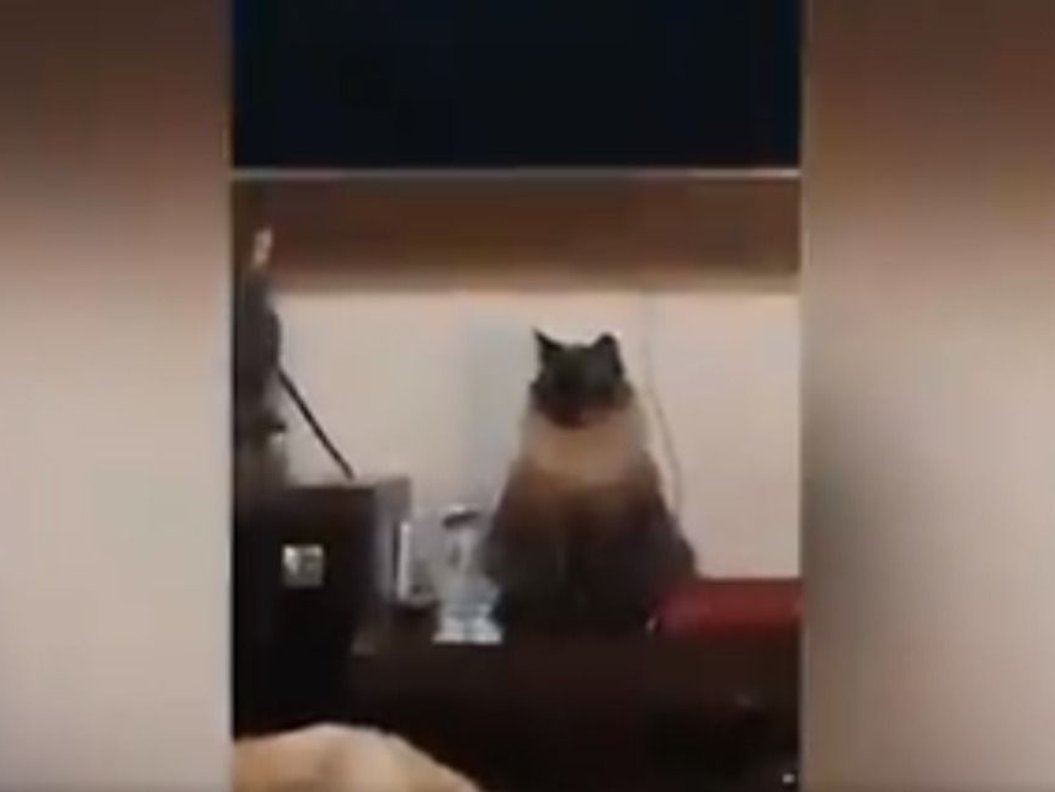 Video viral: casi la despiden del por lo que su gato le hacía a su